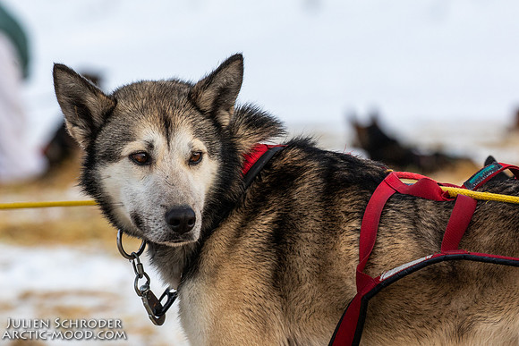 Iditarod-Iditarod2019-JSchroder_20190308_D4_6074