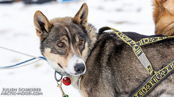 iditarod-Iditarod2019-JSchroder_20190309_D4_6334