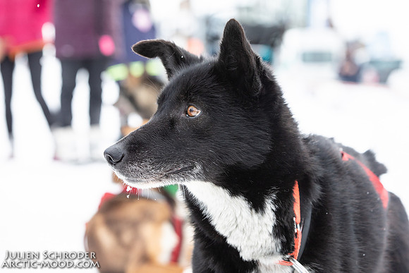 CapeNome-Iditarod2019-JSchroder_20190315_D4_8787