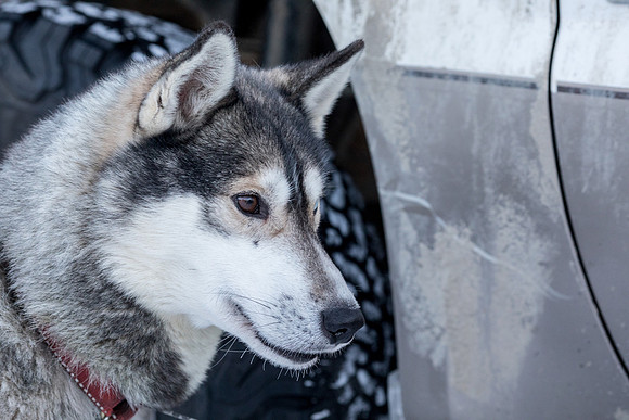 1_Fairbanks_YukonQuest2018_untitled_YukonQuest2018_12012_JSchroder-2