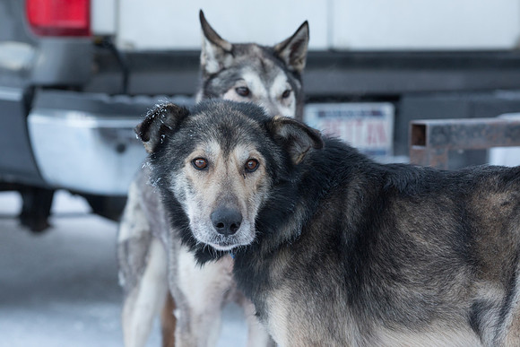 1_Fairbanks_YukonQuest2018_untitled_YukonQuest2018_11958_JSchroder-2