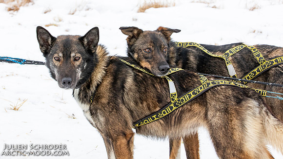 iditarod-Iditarod2019-JSchroder_20190309_D4_6333