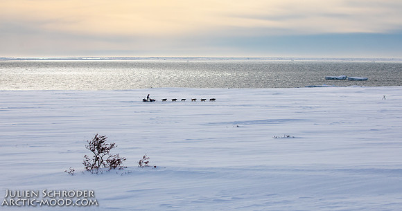 Nome-Iditarod2019-JSchroder_20190313_D4_7516