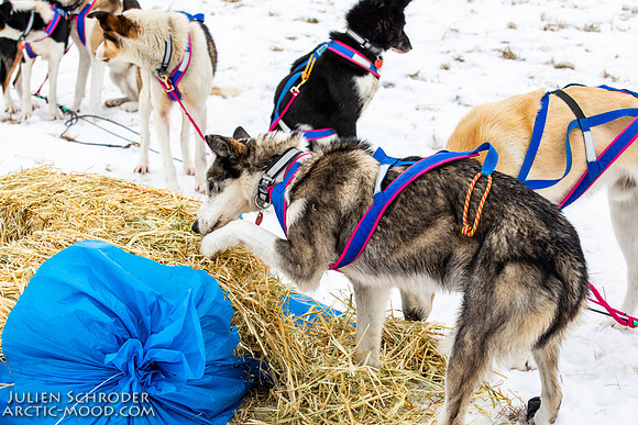 iditarod-Iditarod2019-JSchroder_20190309_D4_6569