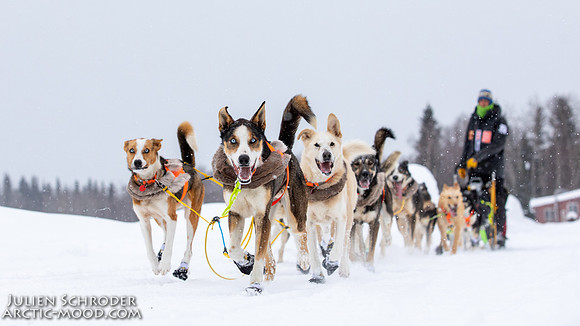 Rohn-Iditarod2019-JSchroder_20190305_D4_5020