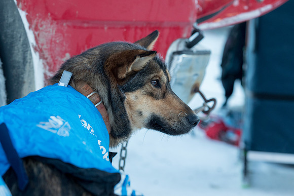 1_Fairbanks_YukonQuest2018_untitled_YukonQuest2018_11969_JSchroder-2