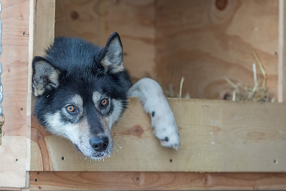 1_Fairbanks_YukonQuest2018_untitled_YukonQuest2018_11930_JSchroder-2