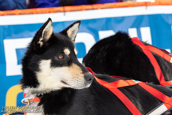 CapeNome-Iditarod2019-JSchroder_20190315_D4_8778