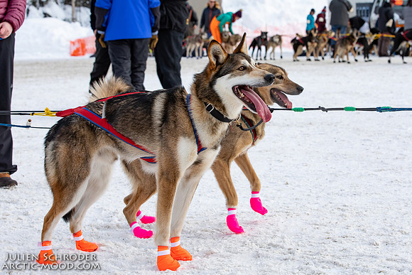 Restart-Iditarod2019-JSchroder_20190303_D4_3394