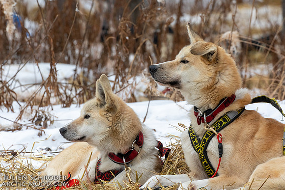Rohn-Iditarod2019-JSchroder_20190305_D4_4975