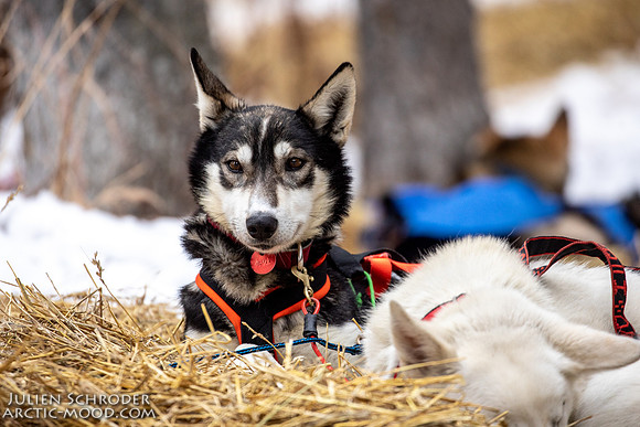 Rohn-Iditarod2019-JSchroder_20190305_D4_4864