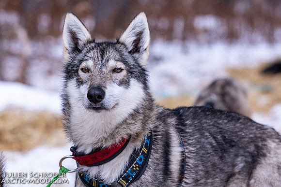 Rohn-Iditarod2019-JSchroder_20190305_D4_4662