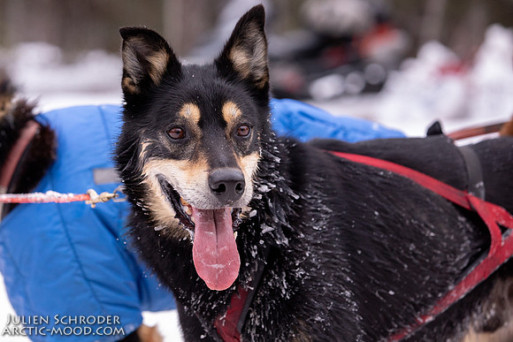 Rohn-Iditarod2019-JSchroder_20190305_D4_4580