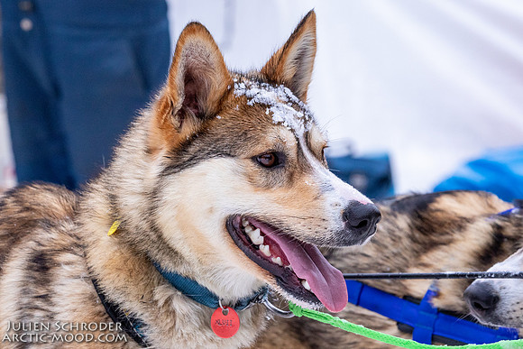 Rohn-Iditarod2019-JSchroder_20190305_D4_4610