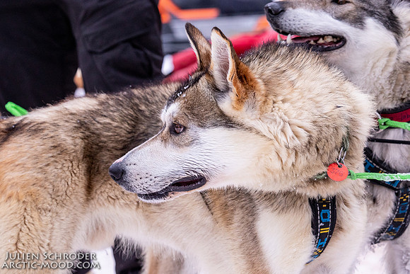 Rohn-Iditarod2019-JSchroder_20190305_D4_4616