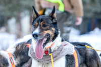 Rohn-Iditarod2019-JSchroder_20190304_D4_4078