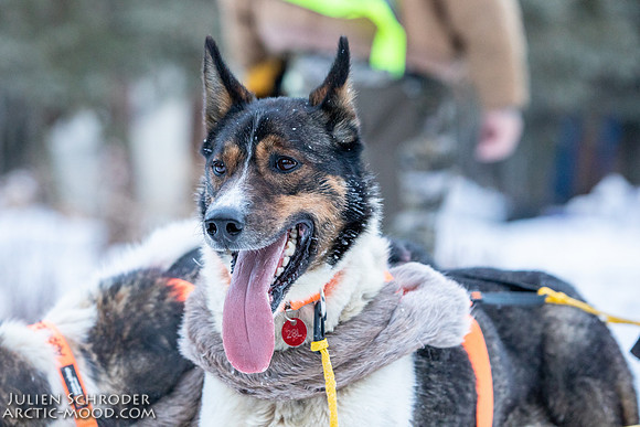 Rohn-Iditarod2019-JSchroder_20190304_D4_4078