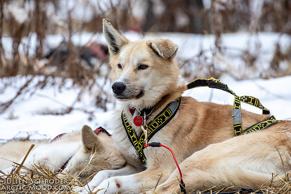 Rohn-Iditarod2019-JSchroder_20190305_D4_4861