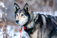Rohn-Iditarod2019-JSchroder_20190304_D4_4050