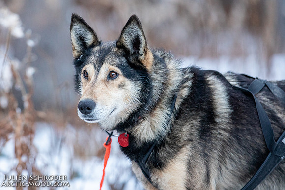 Rohn-Iditarod2019-JSchroder_20190304_D4_4050