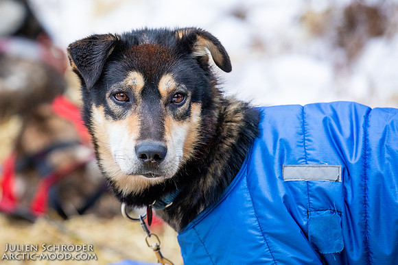 Rohn-Iditarod2019-JSchroder_20190305_D4_4760