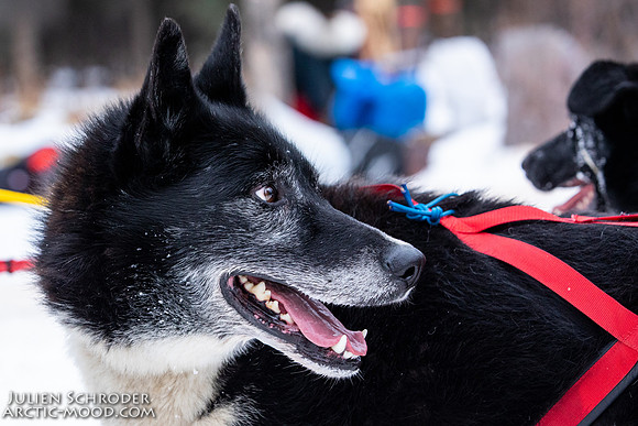 Rohn-Iditarod2019-JSchroder_20190305_D4_4699