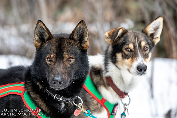 Rohn-Iditarod2019-JSchroder_20190305_D4_4825