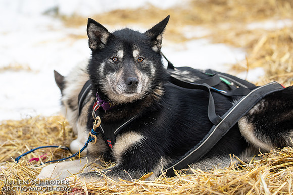 Rohn-Iditarod2019-JSchroder_20190305_D4_4984