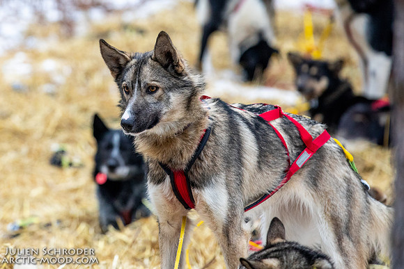 Rohn-Iditarod2019-JSchroder_20190305_D4_4737