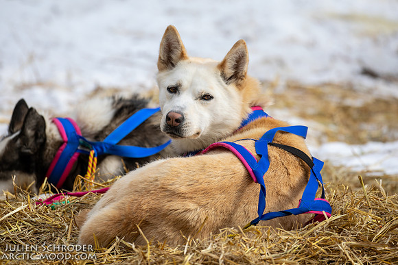 Rohn-Iditarod2019-JSchroder_20190305_D4_4981