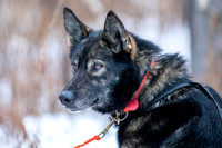 Rohn-Iditarod2019-JSchroder_20190304_D4_4045