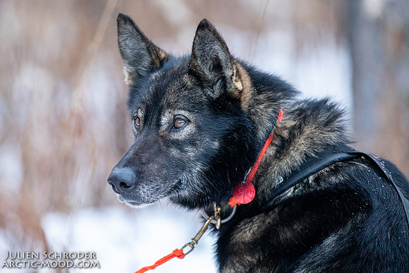 Rohn-Iditarod2019-JSchroder_20190304_D4_4045