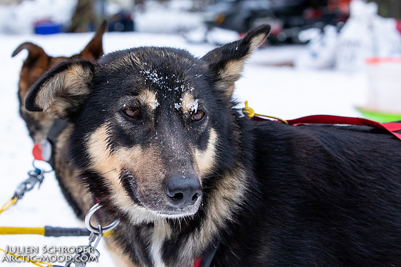 Rohn-Iditarod2019-JSchroder_20190305_D4_4695