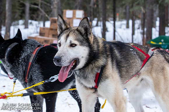 Rohn-Iditarod2019-JSchroder_20190305_D4_4697