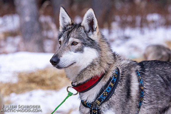 Rohn-Iditarod2019-JSchroder_20190305_D4_4656