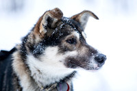Rohn-Iditarod2019-JSchroder_20190304_D4_4036