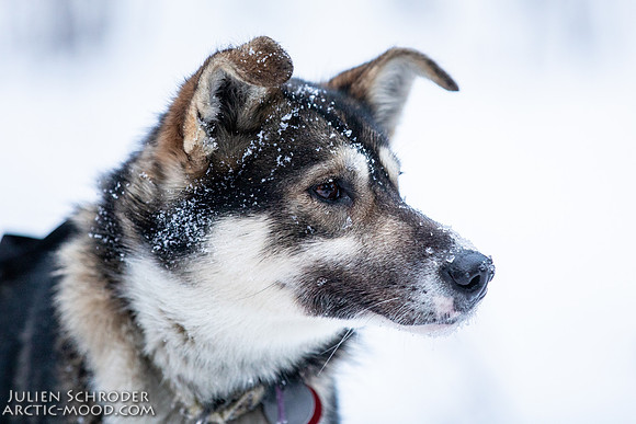 Rohn-Iditarod2019-JSchroder_20190304_D4_4036