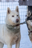 Whitehorse-YukonQuest2019-JSchroder20190202_D4_0924