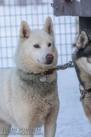 Whitehorse-YukonQuest2019-JSchroder20190202_D4_0924