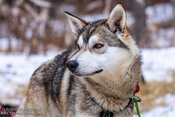 Rohn-Iditarod2019-JSchroder_20190305_D4_4659