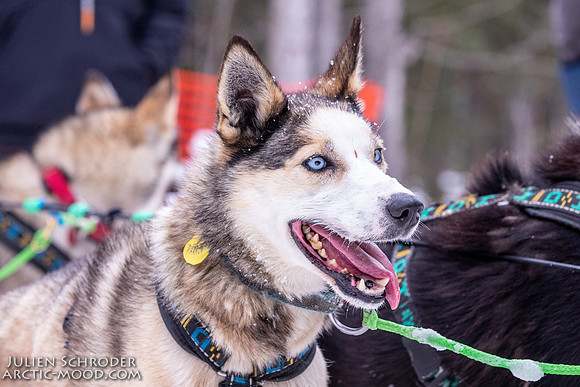 Rohn-Iditarod2019-JSchroder_20190305_D4_4604