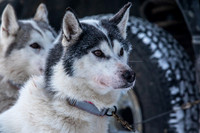 Whitehorse-YukonQuest2019-JSchroder20190202_D4_0900