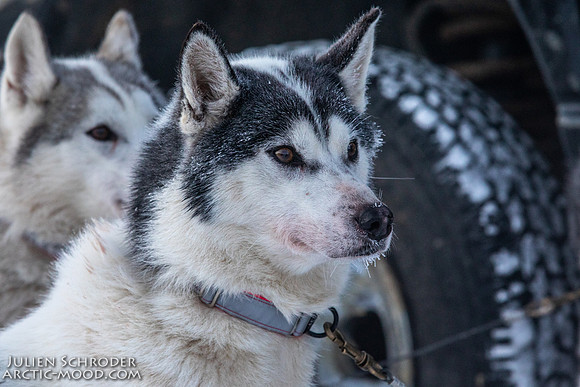 Whitehorse-YukonQuest2019-JSchroder20190202_D4_0900