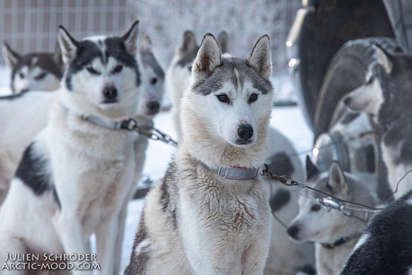 Whitehorse-YukonQuest2019-JSchroder20190202_D4_0888