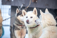 Whitehorse-YukonQuest2019-JSchroder20190202IMG_7581