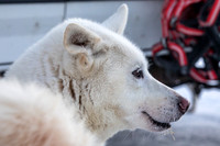 Whitehorse-YukonQuest2019-JSchroder20190202_D4_0955