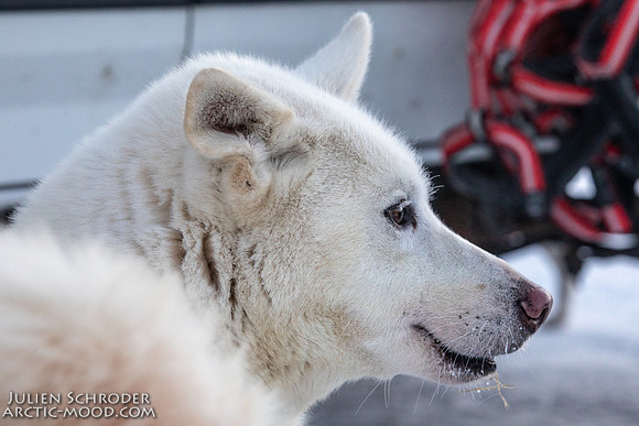 Whitehorse-YukonQuest2019-JSchroder20190202_D4_0955