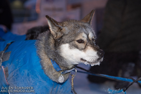 untitled-YukonQuest2019-JSchroder_20190206_D4_5045