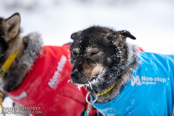 untitled-YukonQuest2019-JSchroder_20190206_D4_5256