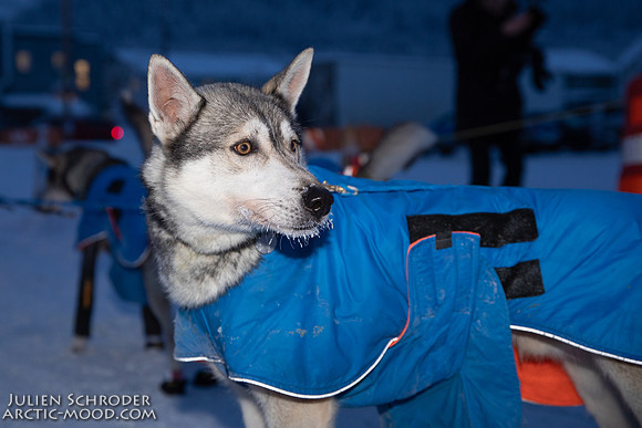 untitled-YukonQuest2019-JSchroder_20190206_D4_5039